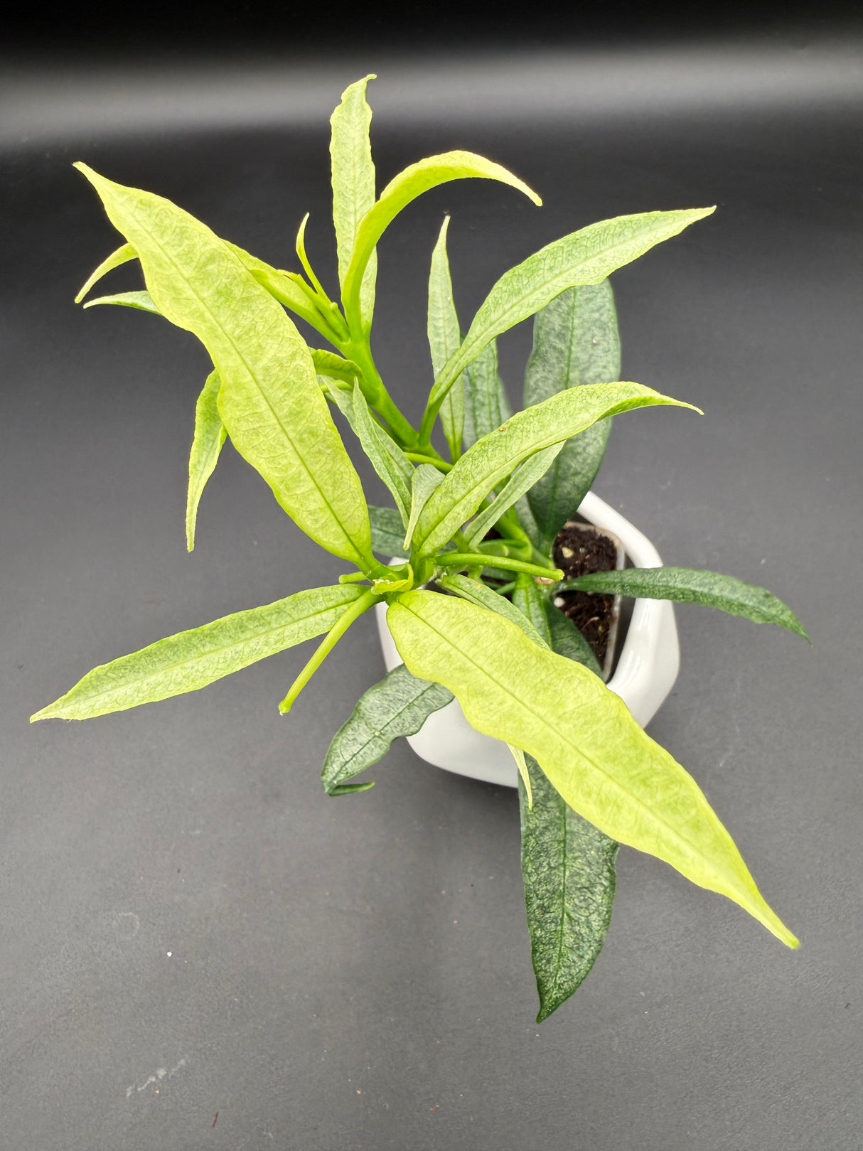 irisiae (silver) -WE-057