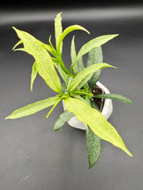 irisiae (silver) -WE-057