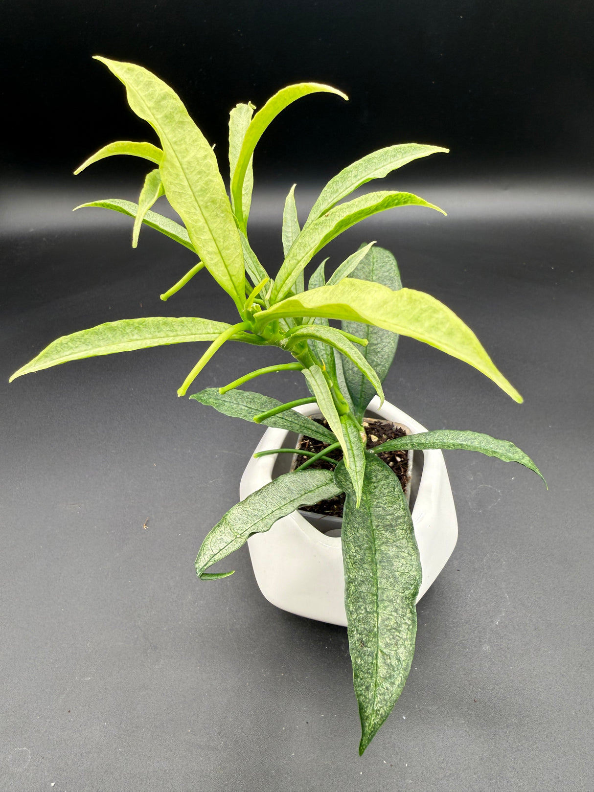 irisiae (silver) -WE-057
