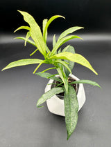 irisiae (silver) -WE-057
