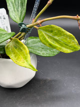latifolia (variegated, UPT011) -WD-607