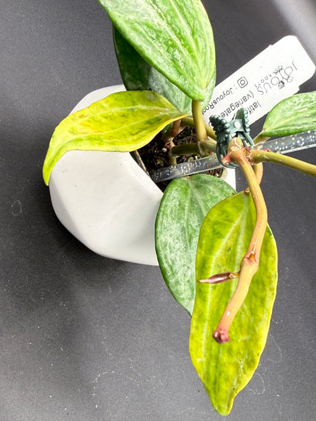 latifolia (variegated, UPT011) -WD-607