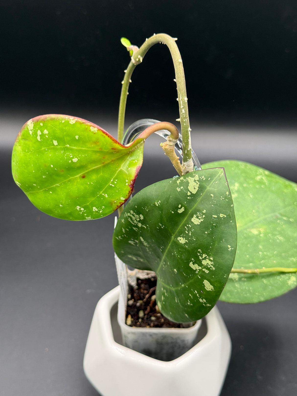 loyceandrewsiana (FKA latifolia IML0088) -WD-458