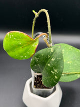 loyceandrewsiana (FKA latifolia IML0088) -WD-458
