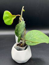 loyceandrewsiana (FKA latifolia IML0088) -WD-458