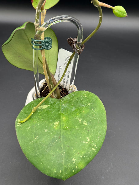 loyceandrewsiana (FKA latifolia IML0088) -WD-458