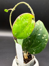 loyceandrewsiana (FKA latifolia IML0088) -WD-458