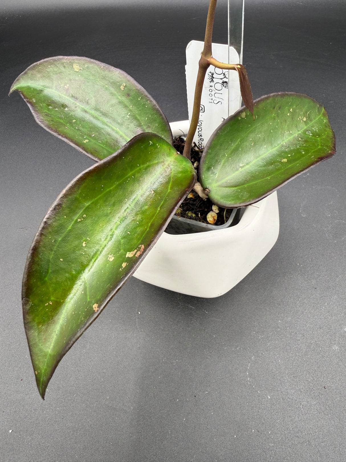 AH 'Black Baabel’ -WF-087