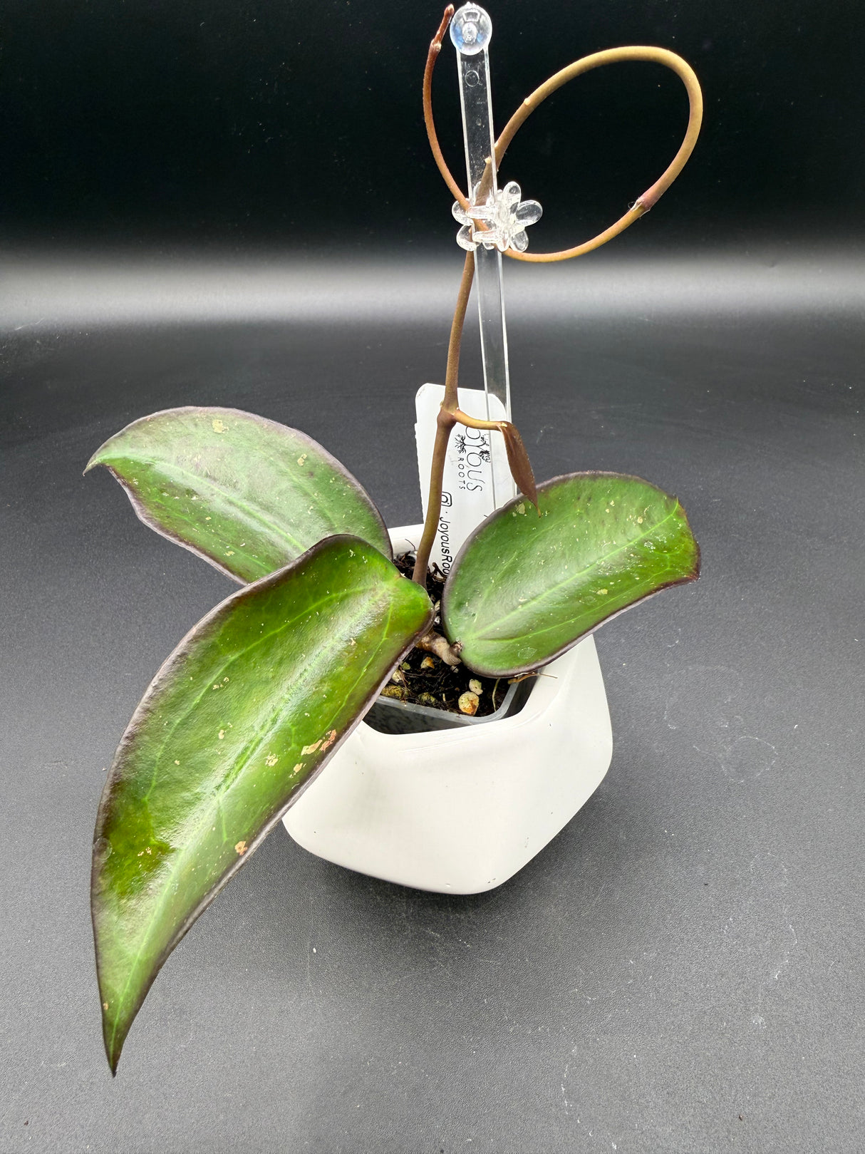 AH 'Black Baabel’ -WF-087