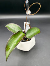 AH 'Black Baabel’ -WF-087