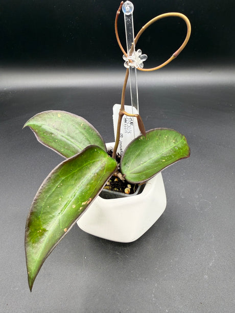 AH 'Black Baabel’ -WF-087