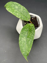 D4 (Susanti) (aff. lambii x callistophylla) -WF890