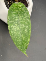 D4 (Susanti) (aff. lambii x callistophylla) -WF890