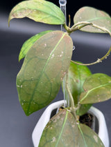 TR017 NAPC-a (clemensiorum x aff. vitellina) -WF-889