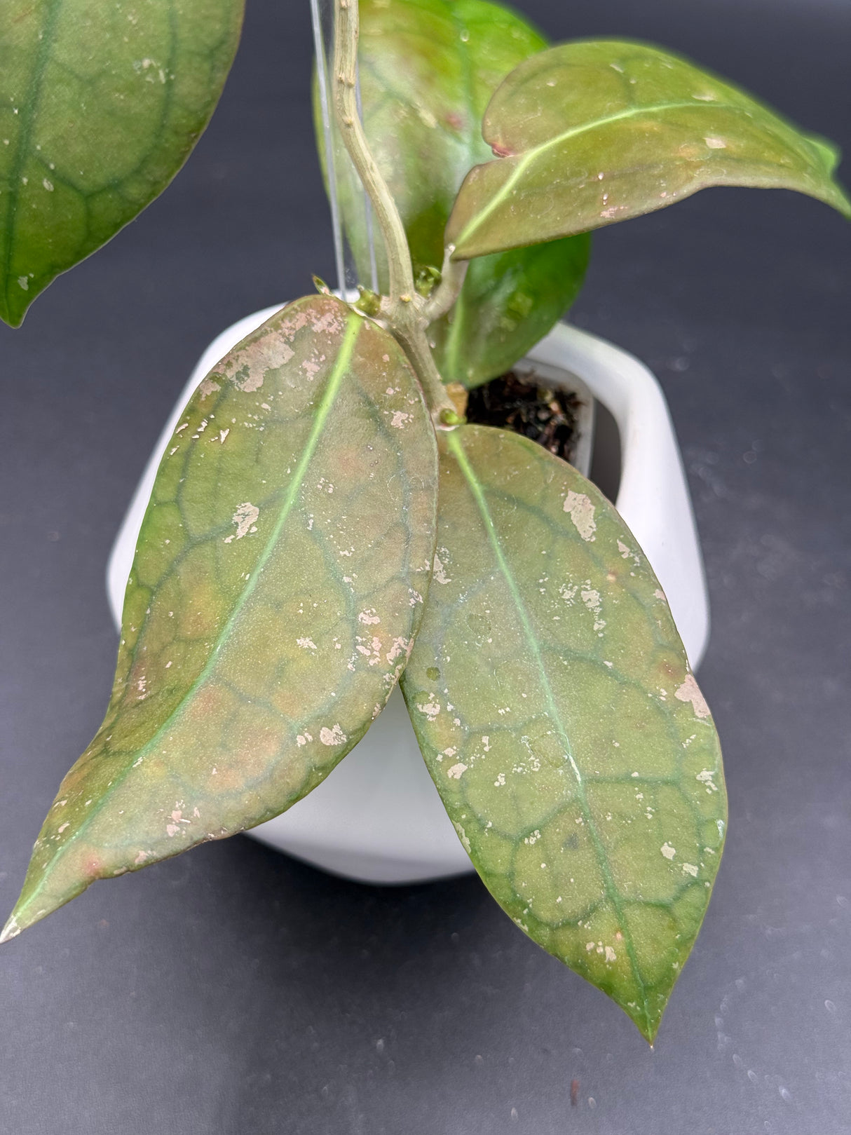 TR017 NAPC-a (clemensiorum x aff. vitellina) -WF-889