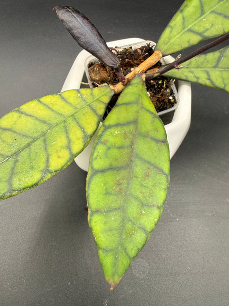 callistophylla 'Eggplant' -WD-887
