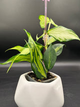polyneura (inner variegated) -WE-300