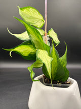 polyneura (inner variegated) -WE-300