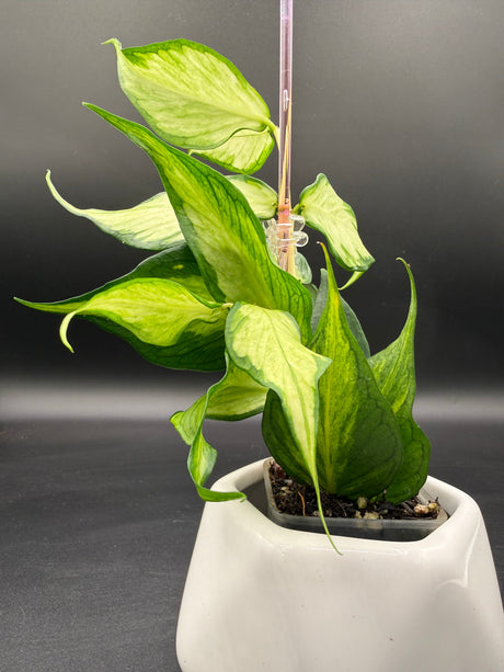 polyneura (inner variegated) -WE-300
