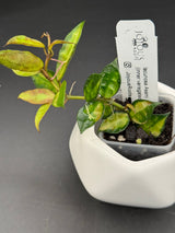 lacunosa Asami (inner variegated) -WD-895