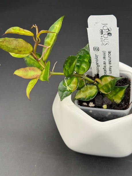 lacunosa Asami (inner variegated) -WD-895