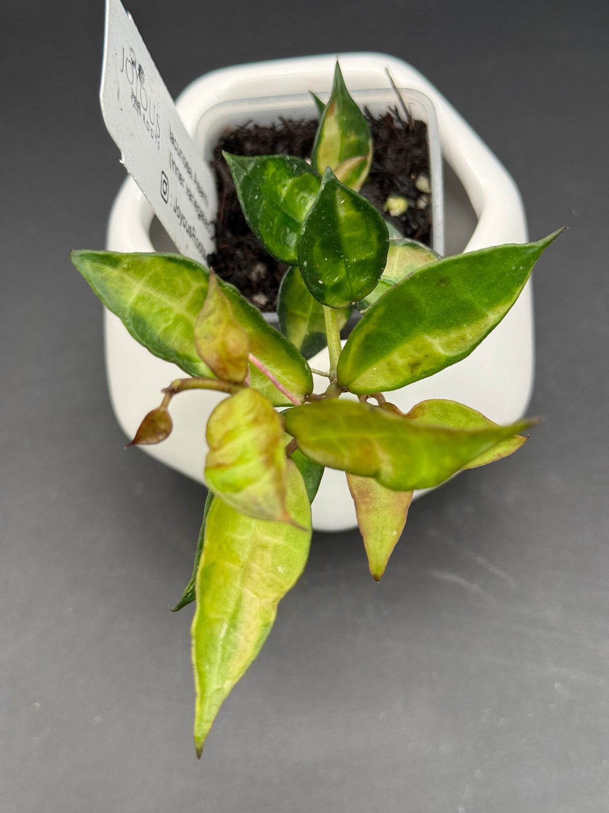 lacunosa Asami (inner variegated) -WD-895