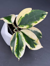 diversifolia (albo,marginata, white) -WD-896