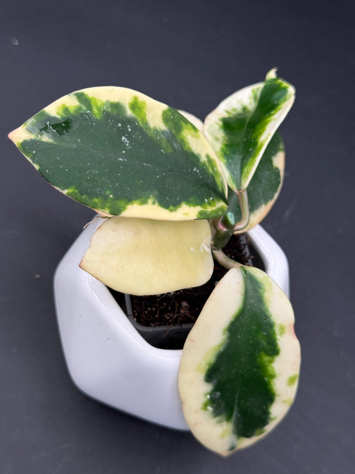 diversifolia (albo,marginata, white) -WD-896