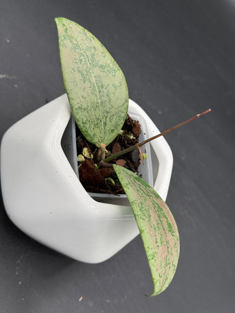 "Strawberry Matcha (UPT008) -WD-901