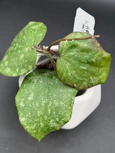 Purpureofusca x imbricata -WD-899