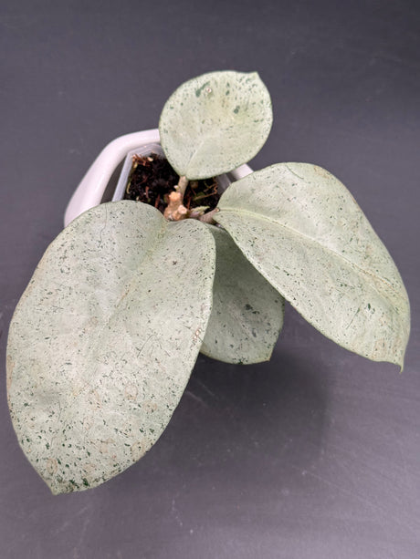 carnosa 'Stardust' TPQ-030 -WD-907