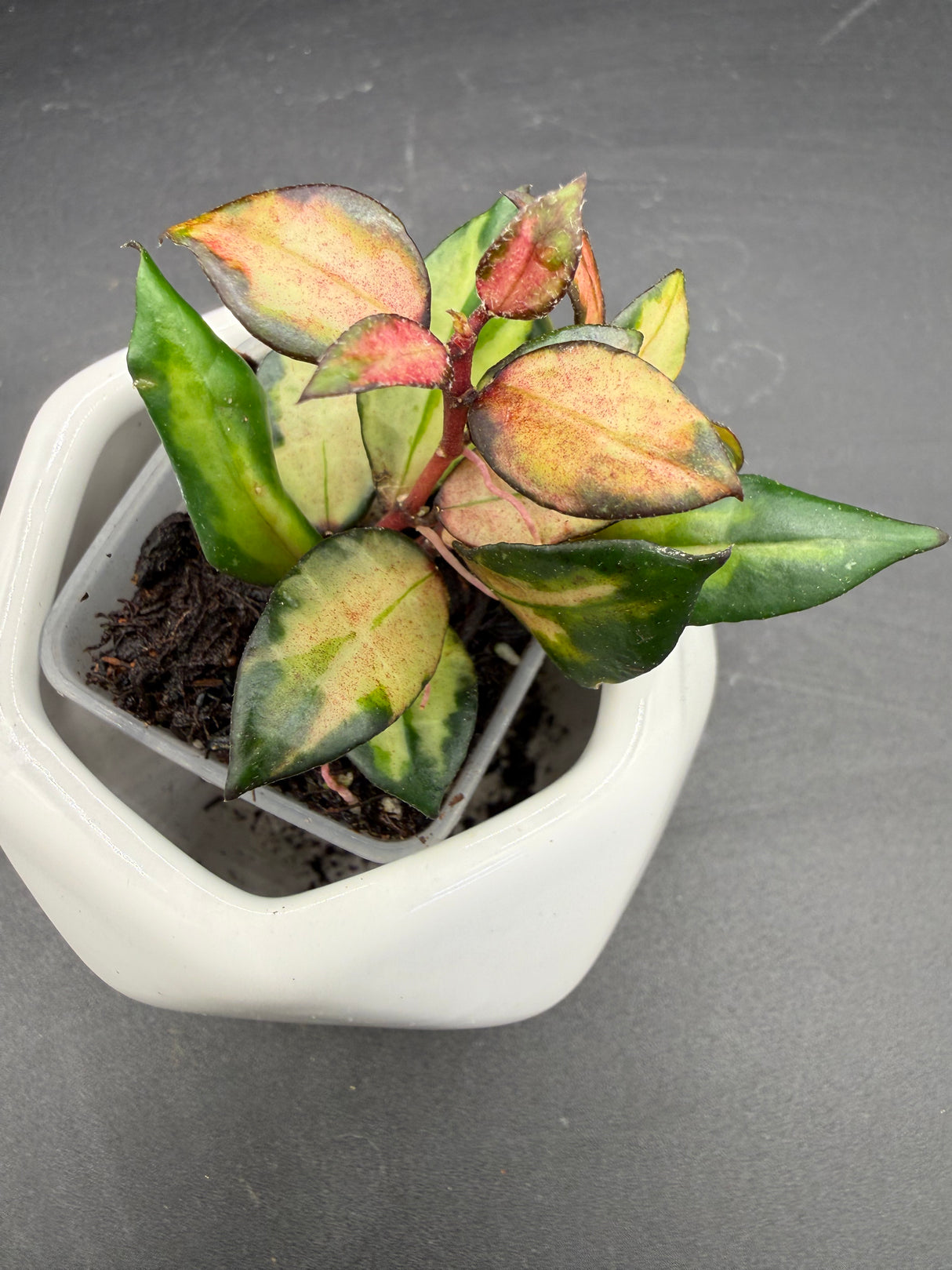 lacunosa ‘Scarlet Glow’ (FKA ‘Bruno’ red)
