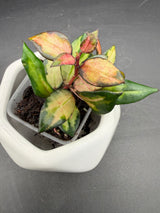lacunosa ‘Scarlet Glow’ (FKA ‘Bruno’ red)
