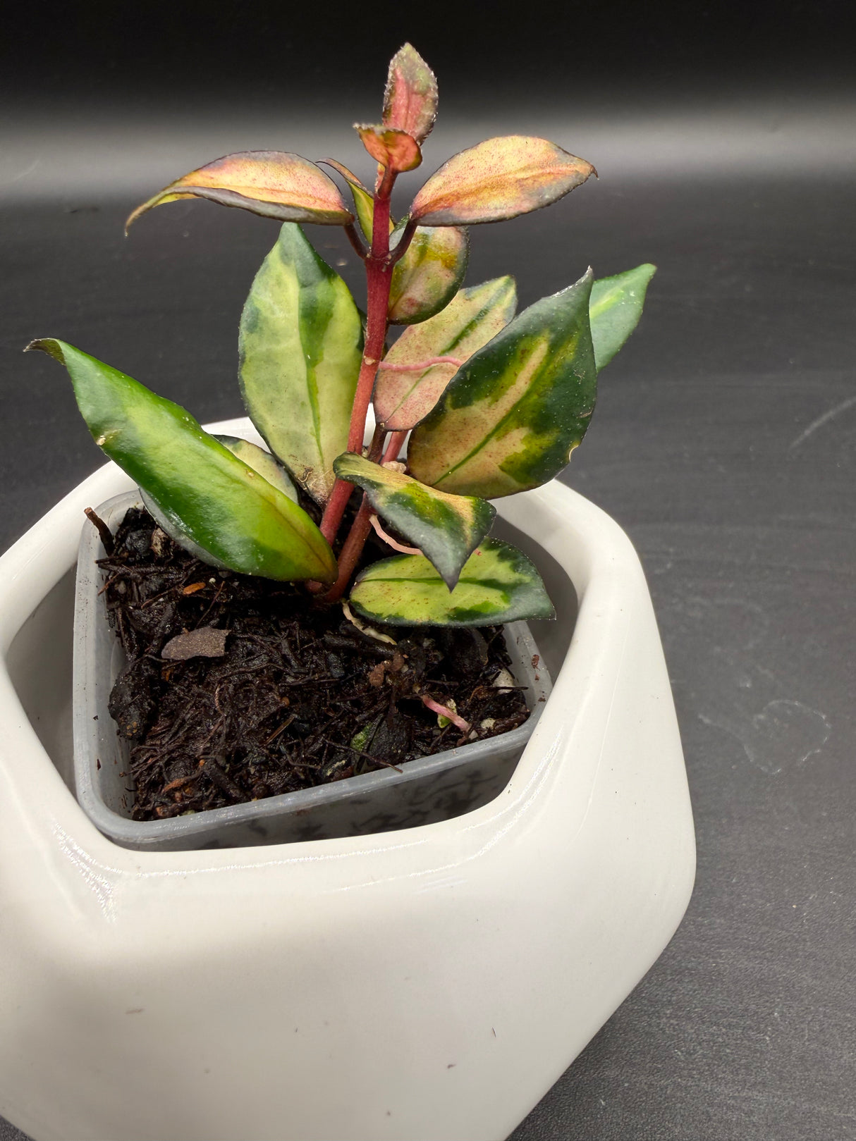 lacunosa ‘Scarlet Glow’ (FKA ‘Bruno’ red)