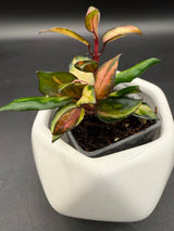 lacunosa ‘Scarlet Glow’ (FKA ‘Bruno’ red)