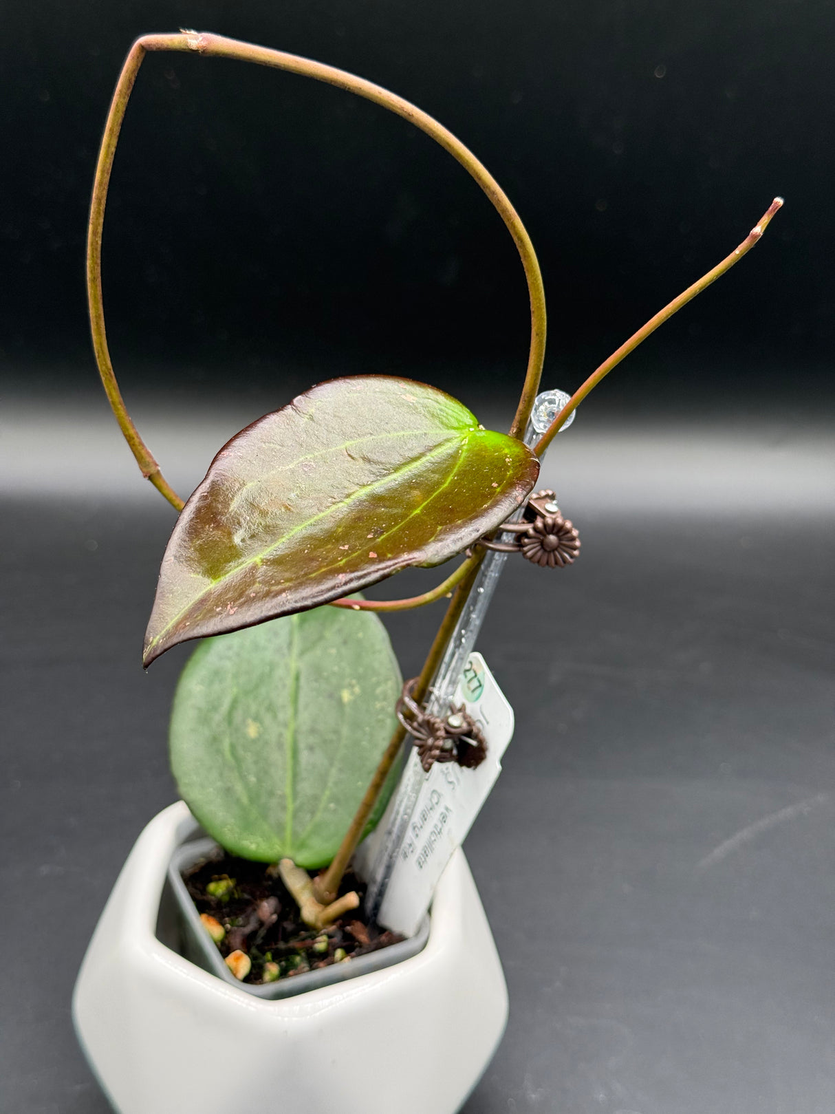 verticillata 'Chiang Rai’ -WD-908