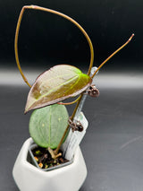 verticillata 'Chiang Rai’ -WD-908