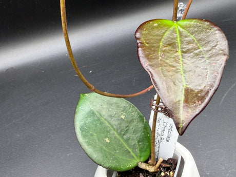 verticillata 'Chiang Rai’ -WD-908