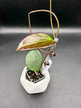 verticillata 'Chiang Rai’ -WD-908