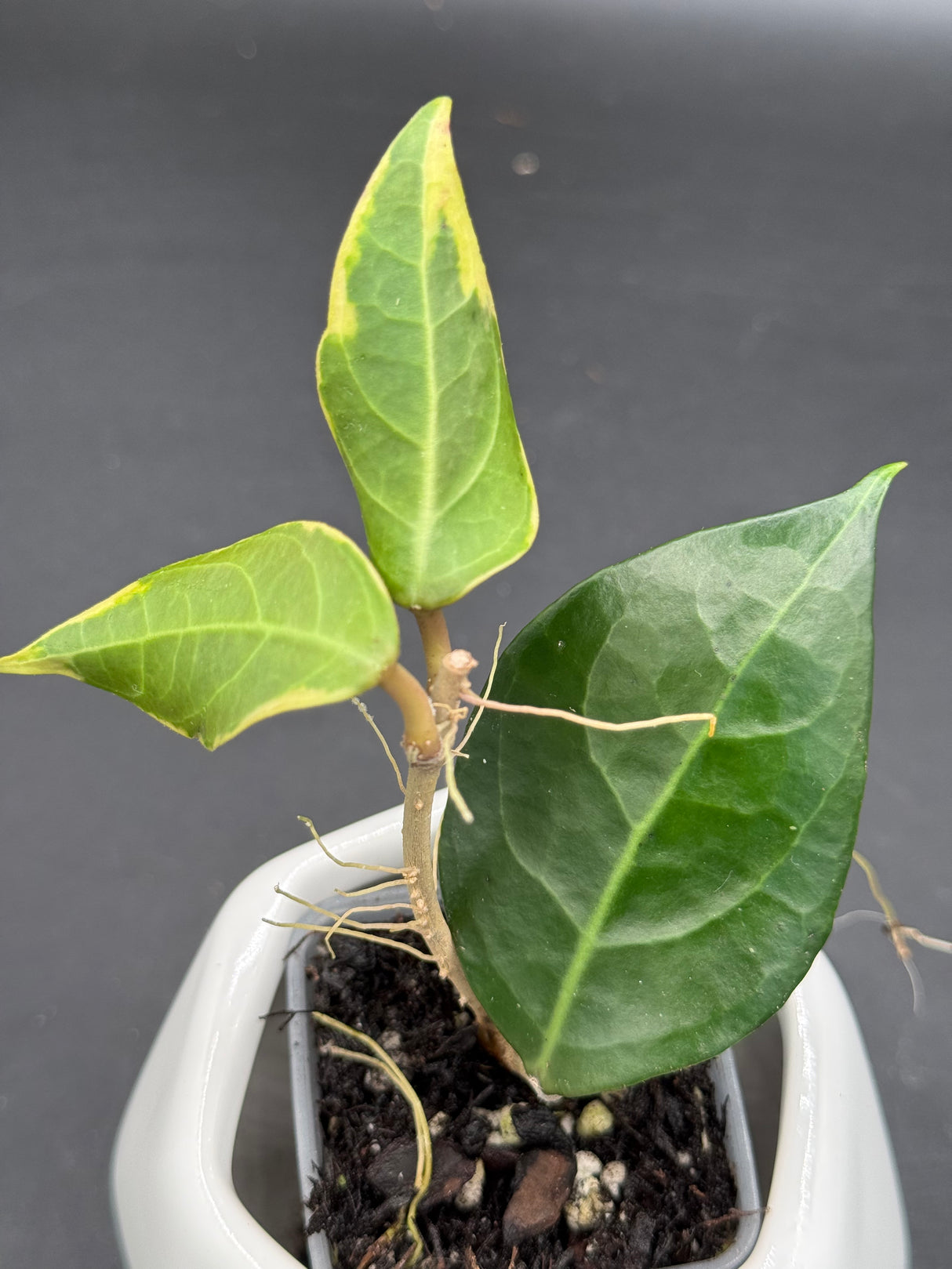 verticillata sp. Tanggamus (outer variegated) -WD-911