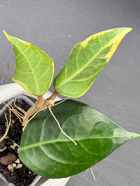 verticillata sp. Tanggamus (outer variegated) -WD-911