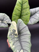 WE-224 Platinum Bisma Mint