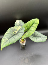 WE-224 Platinum Bisma Mint