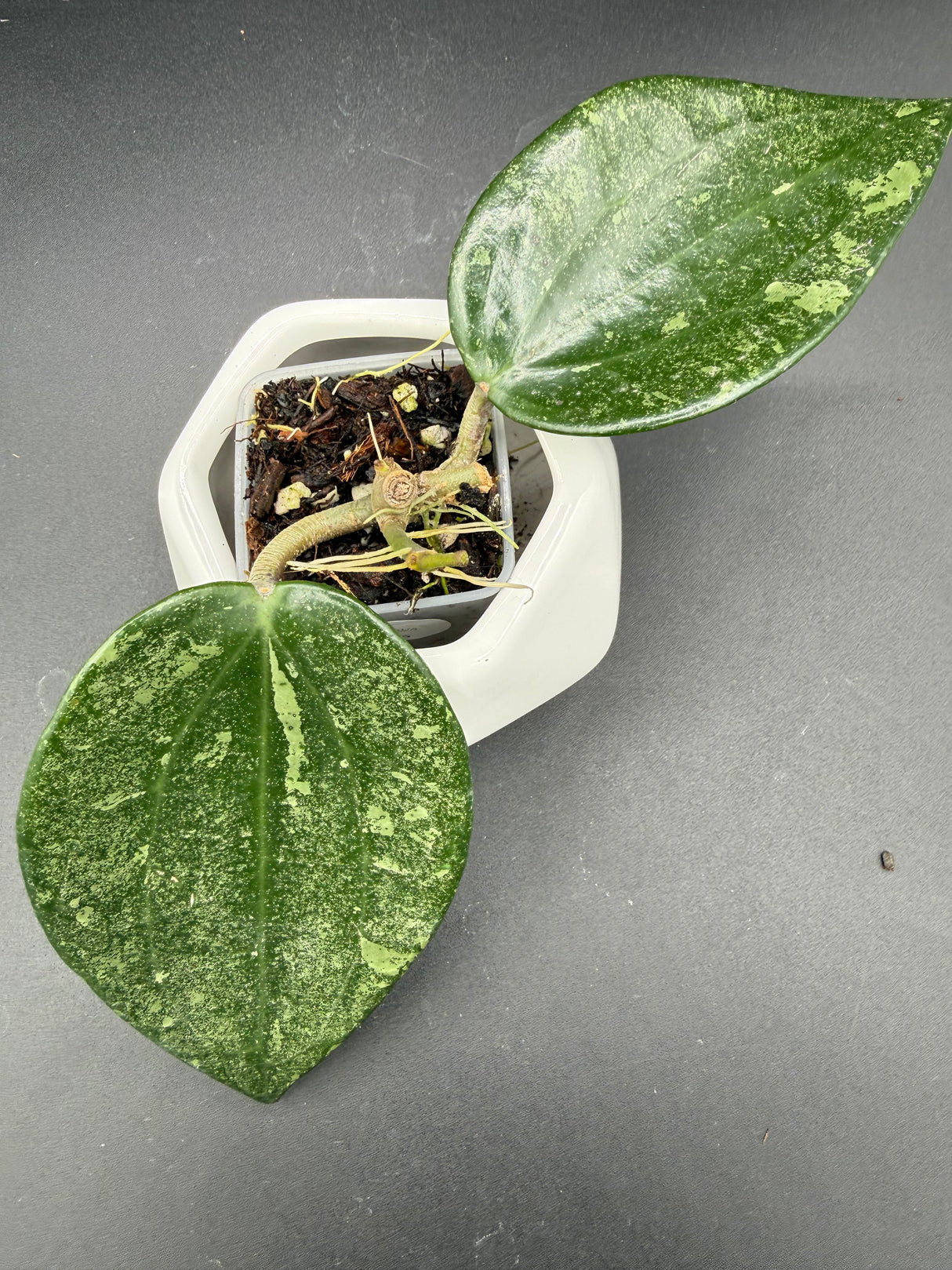 latifolia 'Rimba Perak' -WF-976