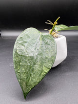 latifolia 'Rimba Perak' -WF-976
