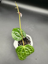 latifolia (textured veins UPT009) -WF-981