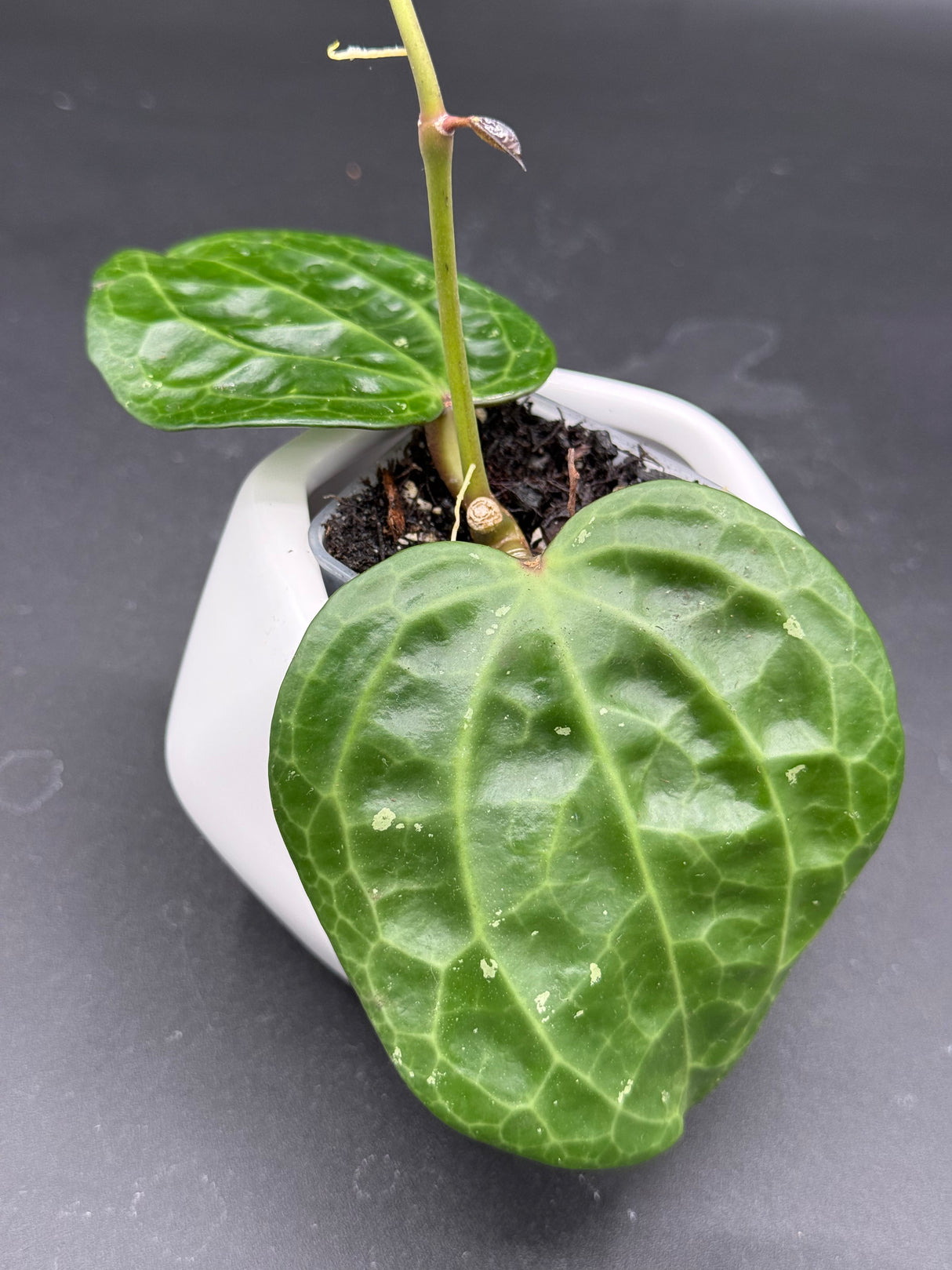 latifolia (textured veins UPT009) -WF-981