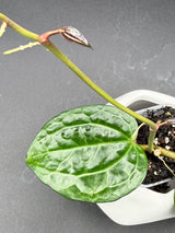 latifolia (textured veins UPT009) -WF-981