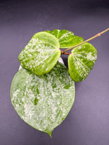 latifolia 'Snow Queen’ -WF-977