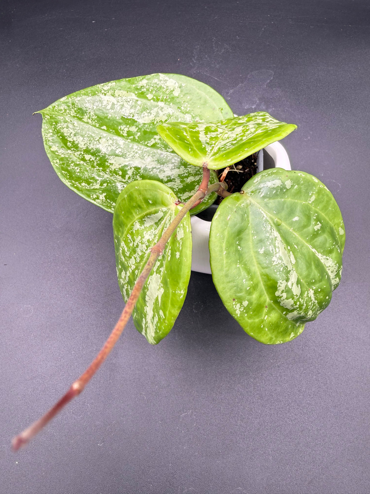 latifolia 'Snow Queen’ -WF-977